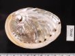ハイブリッドアワビ H. laevigata x H. ruberfig.2