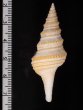ヤッコクダマキ Gemmula speciosafig.2