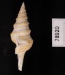 ヤッコクダマキ Gemmula speciosafig.3