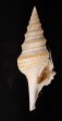 ヤッコクダマキ Gemmula speciosafig.1