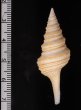 ヤッコクダマキ Gemmula speciosafig.2