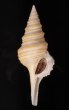 ヤッコクダマキ Gemmula speciosafig.1