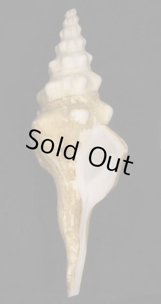 画像1: ミガキナガニシ (1)