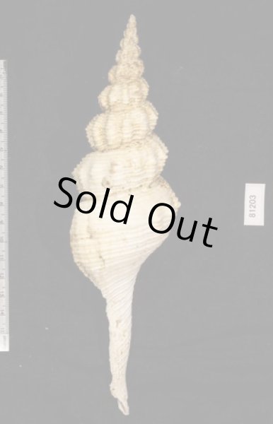 画像2: イトマキナガニシ (2)