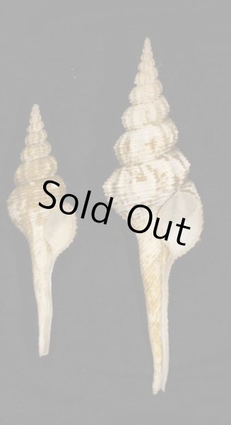 画像1: イトマキナガニシ (1)