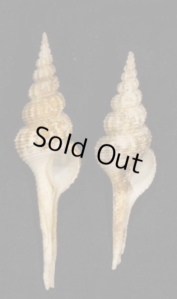 画像1: イトマキナガニシ (1)