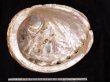 ビクトリアアワビ Haliotis conicoporafig.2