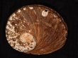 ビクトリアアワビ Haliotis conicoporafig.1