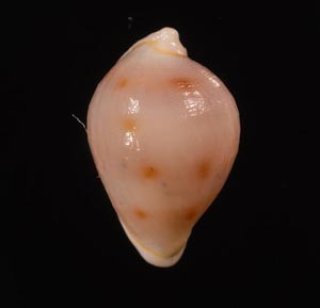海辺の生き物【ウサギとカイ】 - アース・ミュージアム元宇品
