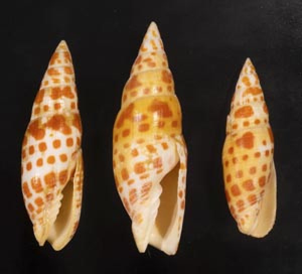 画像1: チョウセンフデ (1)