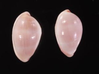 貝殻　ベニヤカタガイとウミウサギ科 ウミウサギ科 OVULIDAE - 美貝 BIGAI