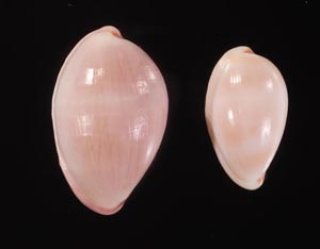 ウミウサギ科 OVULIDAE - 美貝 BIGAI