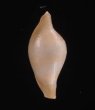 アズマケボリ Dentiovula azumaifig.1