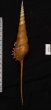 ハシナガソデガイ Tibia fususfig.2