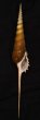 ハシナガソデガイ Tibia fususfig.1