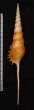 ハシナガソデガイ Tibia fususfig.2