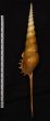 ハシナガソデガイ Tibia fususfig.2