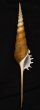 ハシナガソデガイ Tibia fususfig.1