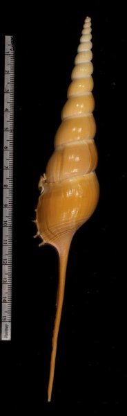 画像2: ハシナガソデガイ (2)