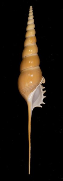 画像1: ハシナガソデガイ (1)