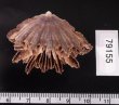 キンシサンゴ Flabellum deludensfig.2