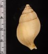 トウサツムバイ （仮称） Phaenomenella insulapratasensisfig.2