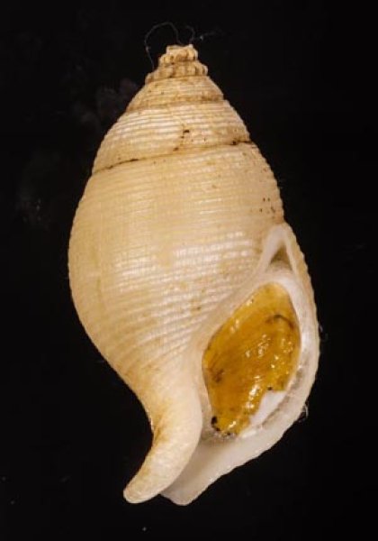 トウサツムバイ （仮称） Phaenomenella insulapratasensisfig.1