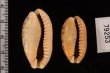 ドラゴンカバフダカラ Cypraea caurica dracaenafig.2