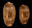 ドラゴンカバフダカラ Cypraea caurica dracaenafig.1