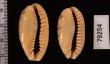 ドラゴンカバフダカラ Cypraea caurica dracaenafig.2