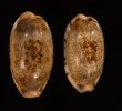 ドラゴンカバフダカラ Cypraea caurica dracaenafig.1
