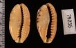 ドラゴンカバフダカラ Cypraea caurica dracaenafig.2