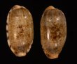 ドラゴンカバフダカラ Cypraea caurica dracaenafig.1