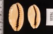 ドラゴンカバフダカラ Cypraea caurica dracaenafig.2