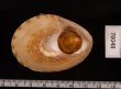 タイワンエビス Calliostoma formosensefig.3