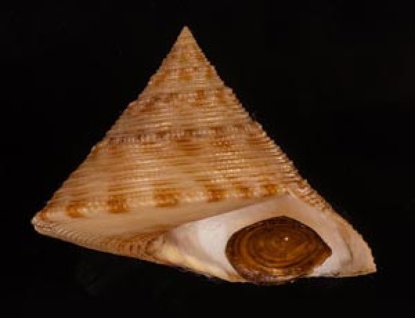 タイワンエビス Calliostoma formosensefig.1