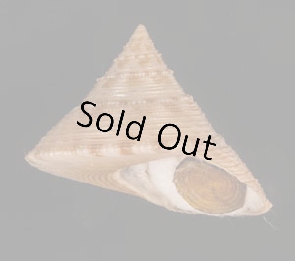 タイワンエビス Calliostoma formosensefig.1