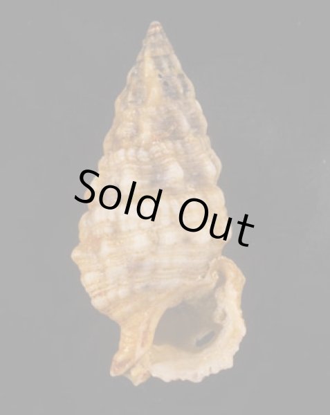 画像1: メオニノツノガイ (1)