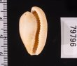 ケープダカラ Cypraeovula capensisfig.2