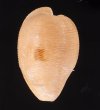 ケープダカラ Cypraeovula capensisfig.1