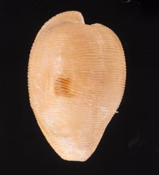 ケープダカラ Cypraeovula capensisfig.1