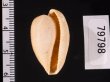 ケープダカラ Cypraeovula capensisfig.2