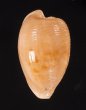 ケープダカラ Cypraeovula capensisfig.1