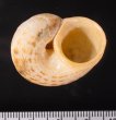 オオシマヤマタニシ Cyclophorus oshimanusfig.3