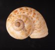 オオシマヤマタニシ Cyclophorus oshimanusfig.1