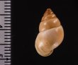 イトカケトウガタマイマイ (仮称) Rhinus suturalisfig.2