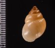 イトカケトウガタマイマイ (仮称) Rhinus suturalisfig.2