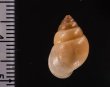 イトカケトウガタマイマイ (仮称) Rhinus suturalisfig.2