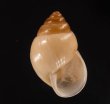 イトカケトウガタマイマイ (仮称) Rhinus suturalisfig.1