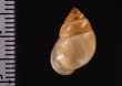 イトカケトウガタマイマイ (仮称) Rhinus suturalisfig.2